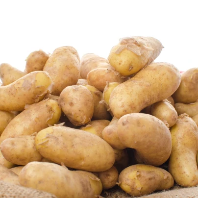 Sadbové brambory Ratte - Solanum tuberosum - 5 ks