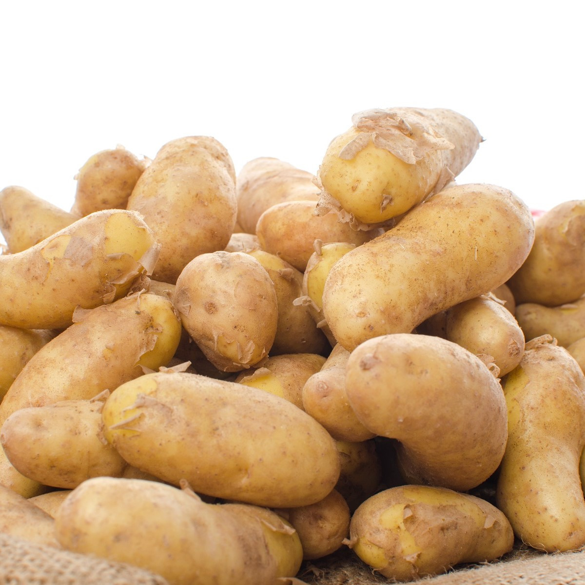 Sadbové brambory Ratte - Solanum tuberosum - 5 ks