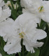 Tulipán White Rebel - Tulipa - cibuloviny - 3 ks