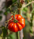 Rajče Brutus - Solanum lycopersicum - semena - 7 ks