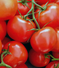 Rajče Sláva Porýní - Lycopersicon lycopersicum L. - semena - 20 ks