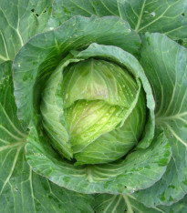 Kapusta hlávková Předzvěst - Brassica oleracea var. Sabauda - semena - 100 ks