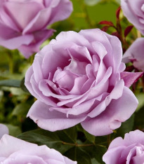 Růže velkokvětá pnoucí fialová - Rosa - prostokořenné sazenice - 1 ks