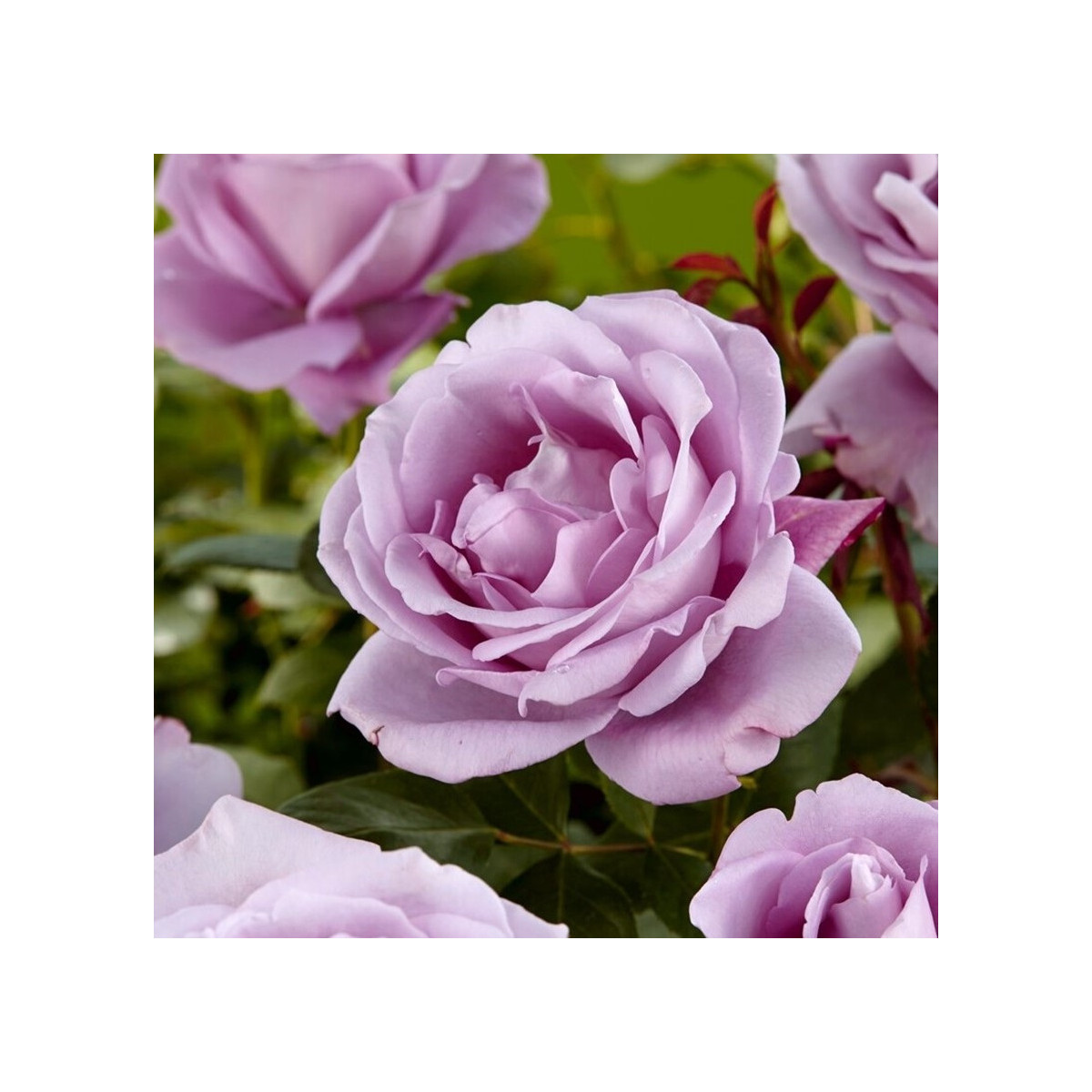 Růže velkokvětá pnoucí fialová - Rosa - prostokořenné sazenice - 1 ks