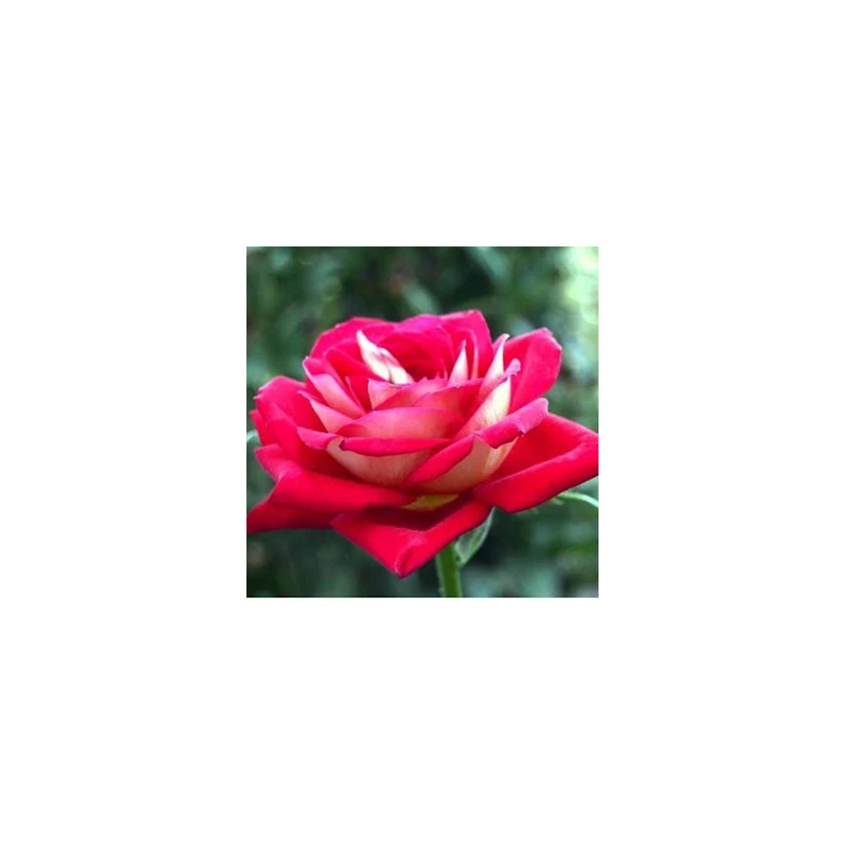 Růže velkokvětá keřová červenobílá - Rosa - prostokořenné sazenice - 1 ks