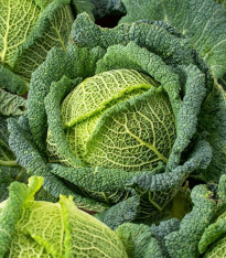 Kapusta hlávková Blistra F1 - Brassica oleracea - semena - 35 ks