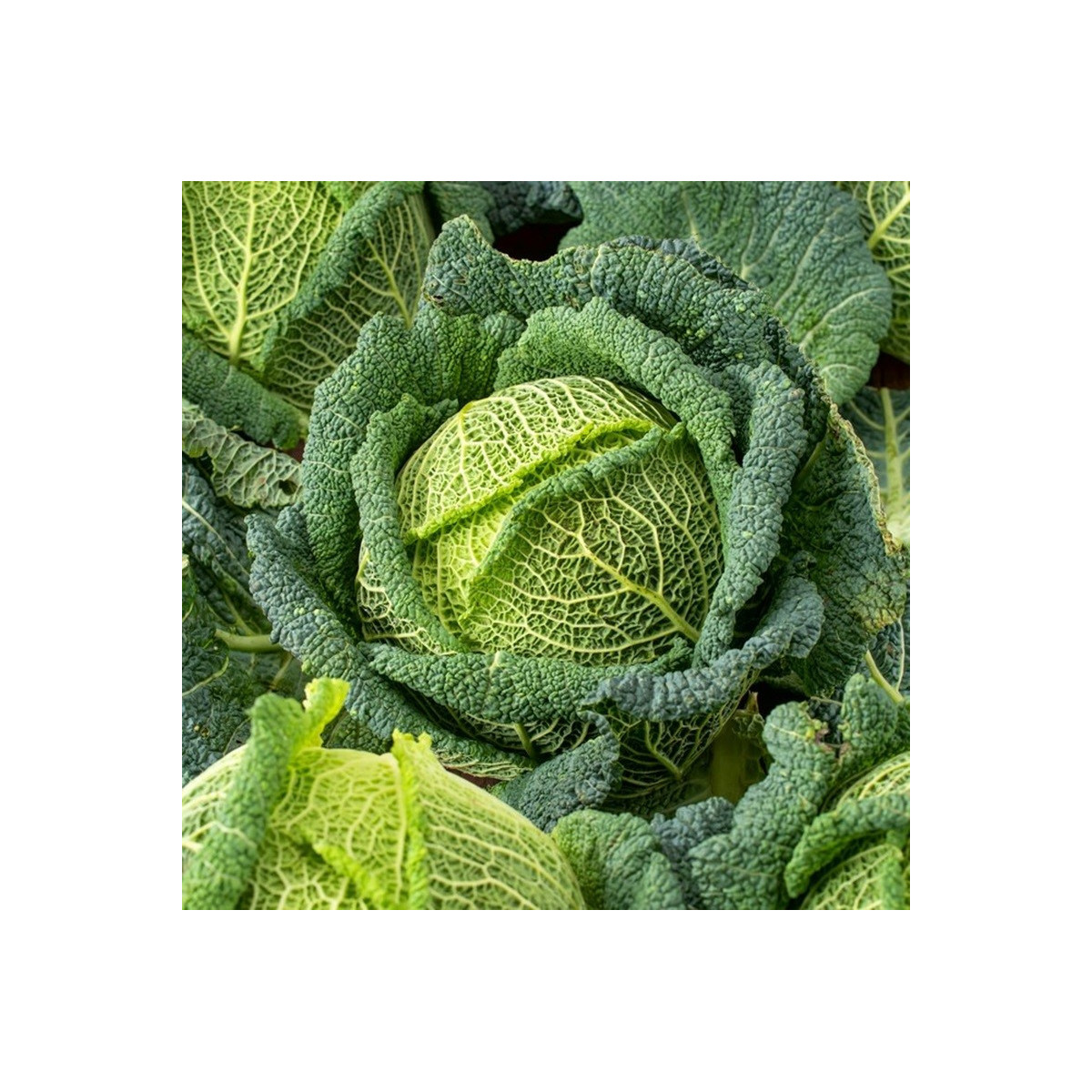 Kapusta hlávková Blistra F1 - Brassica oleracea - semena - 35 ks