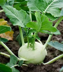 Kedluben Korfu F1 - Brassica oleracea L. - semena - 50 ks