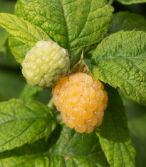 Maliník žlutý - Rubus idaeus - prostokořenné sazenice - 1 ks