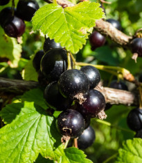 Rybíz černý - Ribes sylvestre - prostokořenné sazenice - 1 ks