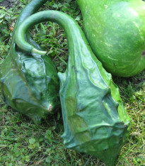 Tykev okrasná Dinosaurus - Cucurbita sicenaria - semena - 6 ks