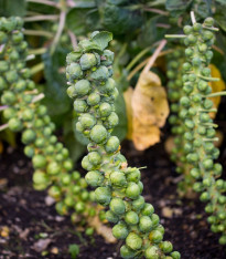 BIO Kapusta růžičková Groninger - Brassica oleracea - bio semena - 50 ks