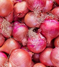 Cibule šalotka Camelot F1 - Allium cepa - semena - 50 ks