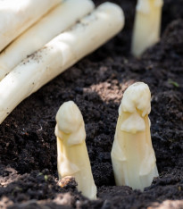 Chřest lékařský Argenteuil k bělení - Asparagus officinalis - semena - 15 ks