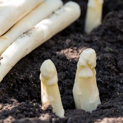Chřest lékařský Argenteuil k bělení - Asparagus officinalis - semena - 30 ks