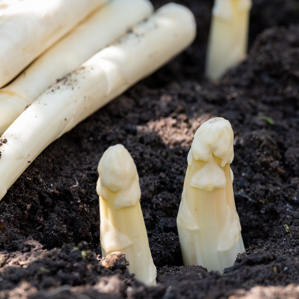Chřest lékařský Argenteuil k bělení - Asparagus officinalis - semena - 30 ks