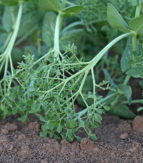 Hrách kadeřavý Akacia - Pisum sativum - semena - 30 ks