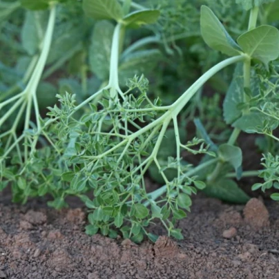 Hrách kadeřavý Akacia - Pisum sativum - semena - 30 ks