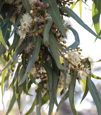 Eukalyptus Lemon Bush - Blahovičník - Eucalyptus gunnii - semena - 10 ks