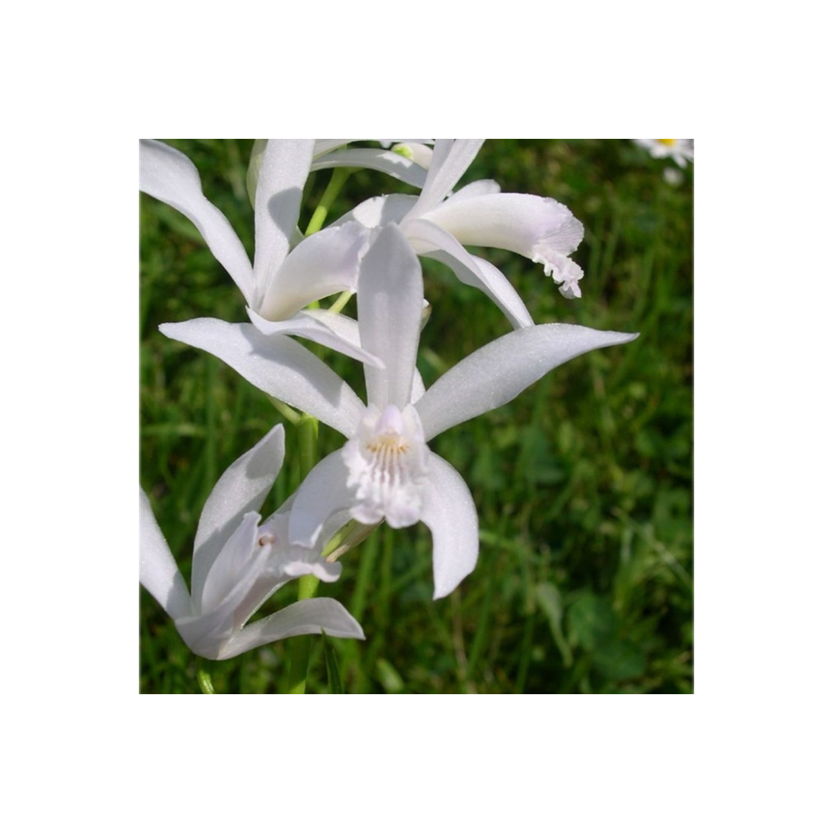 Orchidej vzpřímená bílá - Bletilla striata alba - cibuloviny - 1 ks