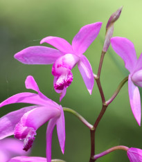 Orchidej vzpřímená růžová - Bletilla striata pink - cibuloviny - 1 ks