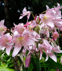 Křín Powellii růžový - Crinum Powellii rosea - cibuloviny - 1 ks