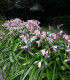 Křín Powellii růžový - Crinum Powellii rosea - cibuloviny - 1 ks