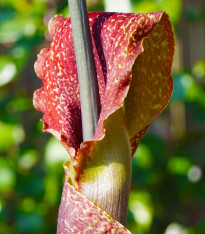 Úžovník nicí - Sauromatum venosum - cibuloviny - 1 ks