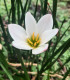 Dešťová lilie bílá - Zephyrantes candida - cibuloviny - 3 ks