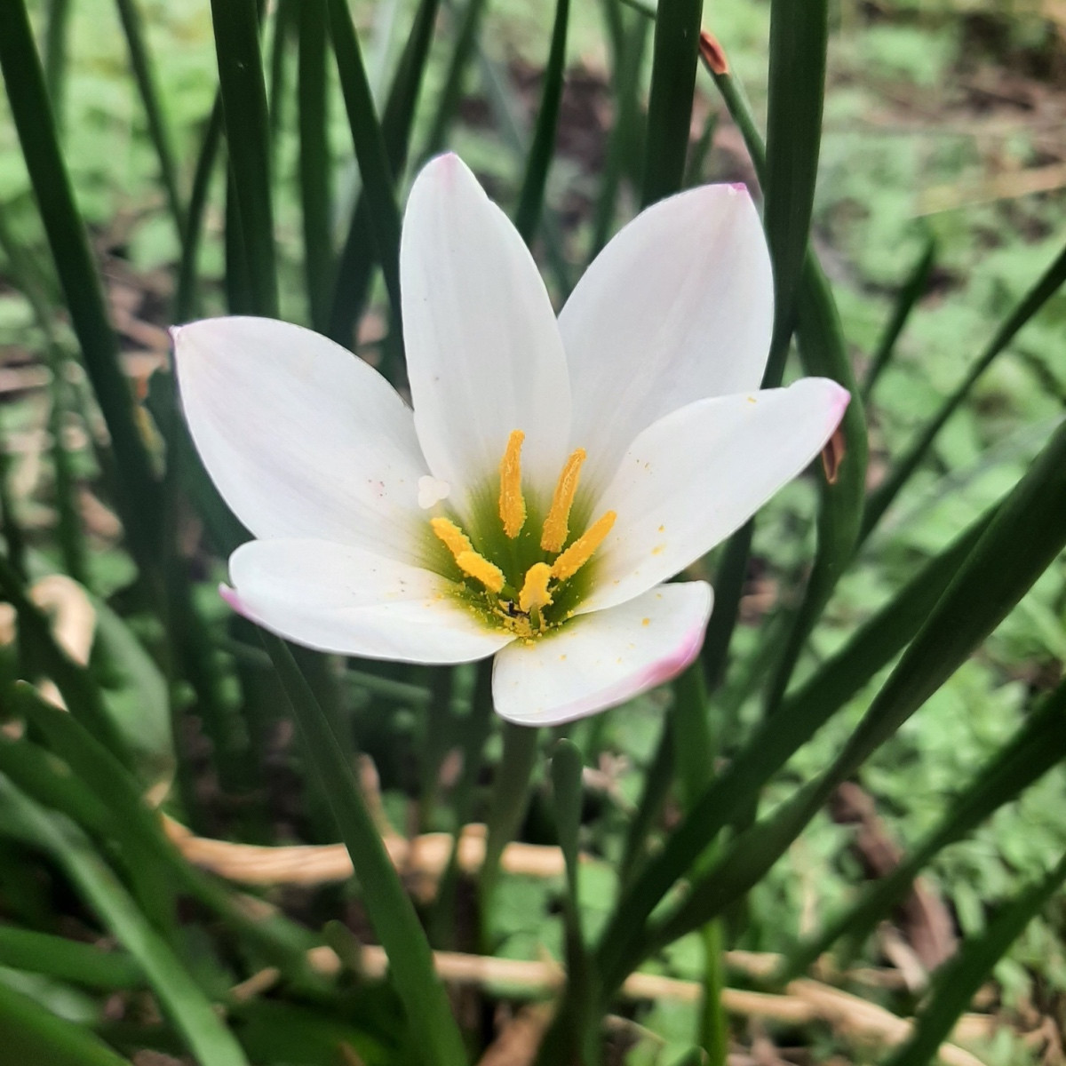 Dešťová lilie bílá - Zephyrantes candida - cibuloviny - 3 ks