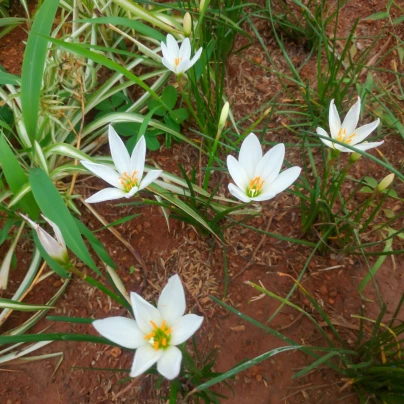 Dešťová lilie bílá - Zephyrantes candida - cibuloviny - 3 ks