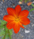 BIO Krásenka oranžová - Cosmos suplhureus - bio semena - 20 ks