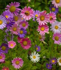 BIO Astra čínská směs - Callistephus chinensis - bio semena - 50 ks