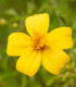 BIO Aksamitník tenkolistý Lemon Gem - Tagetes tenuifolia - bio semena - 0,02 g