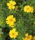 BIO Aksamitník tenkolistý Lemon Gem - Tagetes tenuifolia - bio semena - 0,02 g