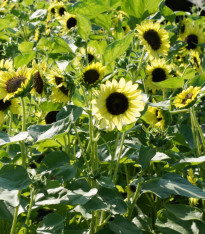 BIO Slunečnice Primrose - Helianthus annuus - bio semena - 10 ks