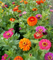 BIO Ostálka směs barev - Zinnia elegans - bio semena - 20 ks
