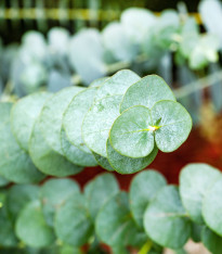 Eukalyptus Baby Blue - Blahovičník - Eukalyptus pulverulenta - semena - 8 ks
