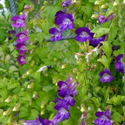 Asarina Horacio Mix - Asarina barclaiana - semena - 20 ks