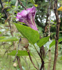 Durman metelový Ballerina - Datura metel - semena - 5 ks