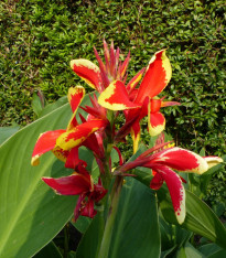 Dosna Lucifer - Canna - cibuloviny - 1 ks