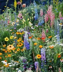 Louka starých časů - Planta Naturalis - luční směs -  40 g