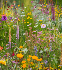 Horská louka - Planta Naturalis - luční směs - 10 g