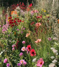 Červená louka Červánková - Planta Naturalis - luční směs - 10 g