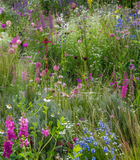 Květnatý podrost do stínu - Planta Naturalis - luční směs - 40 g