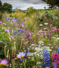 Chalupářská louka - Planta Naturalis - luční směs - 40 g