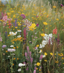Zahradní loučka - Planta Naturalis - luční směs - 40 g