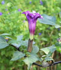 Durman metelový Double Purple - Datura metel - semena - 5 ks