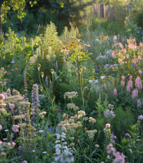 Vytrvalé květy pro včely - Planta Naturalis - luční směs - 10 g