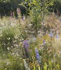 Modrá louka Zvonečková - Planta Naturalis - luční směs - 10 g